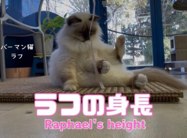 バーマン猫ラフ【ラフの身長】Raphael’s height （バーマン猫）Birman/Cat