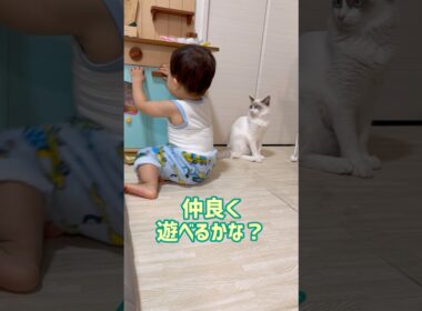 子猫と赤ちゃんのヒヤヒヤシーン😱💦 #保護猫 #ラグドール #1歳  #baby