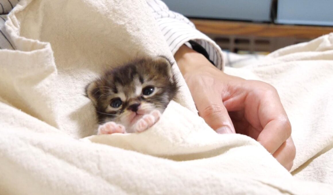 カワイイ鳴き声で、ミルクをおねだりした後はポケットの中でうっとりしちゃった赤ちゃん子猫【赤ちゃん猫　保護猫】