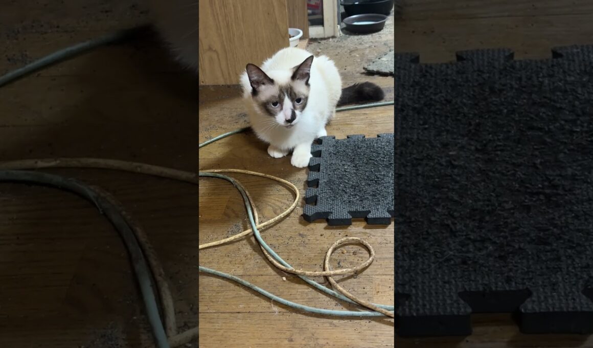 シャム猫のパンダ、いきなりダッシュ