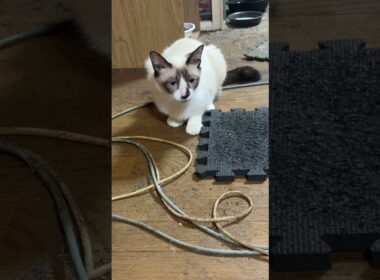 シャム猫のパンダ、いきなりダッシュ