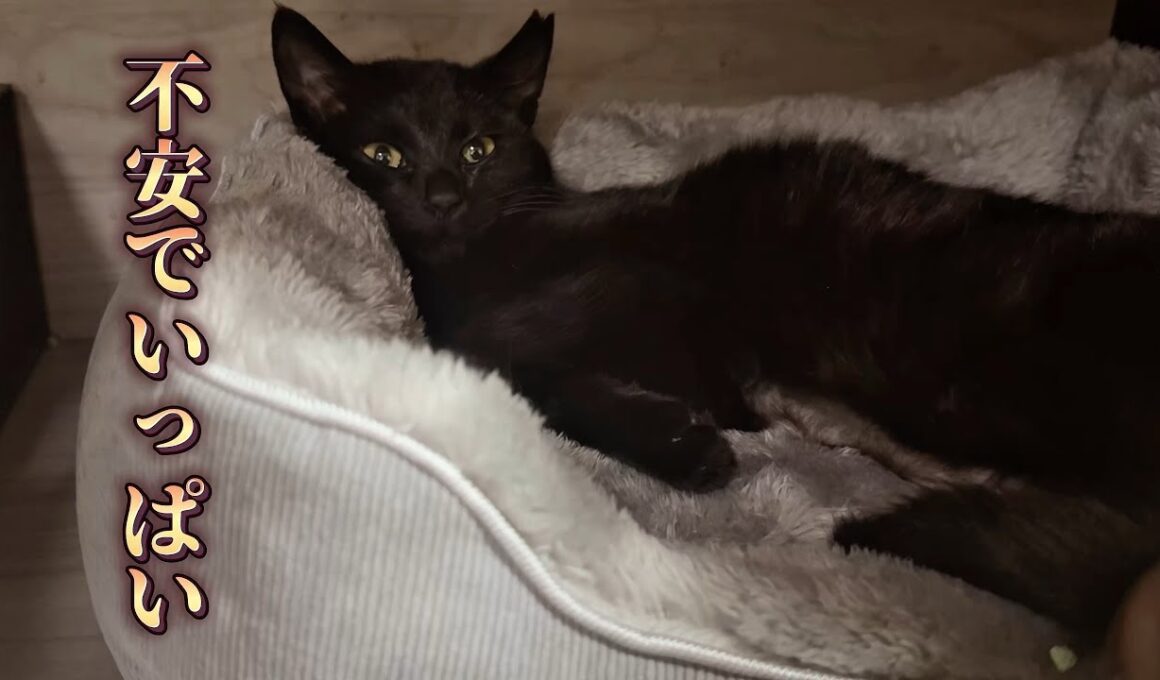 保護した子猫の体調に異変が…もしかして原因はストレス？