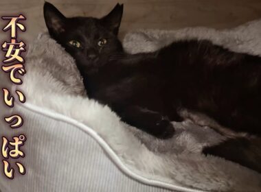 保護した子猫の体調に異変が…もしかして原因はストレス？