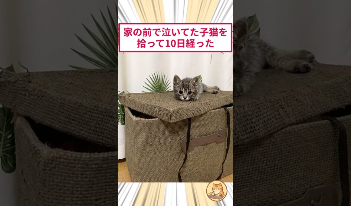 家の前で泣いてた子猫を拾って10日が経った #2ch動物スレ #猫動画 #猫のいる暮らし