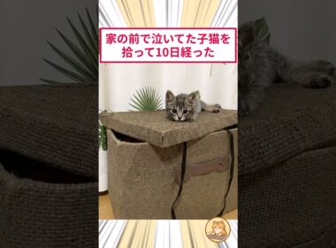 家の前で泣いてた子猫を拾って10日が経った #2ch動物スレ #猫動画 #猫のいる暮らし