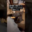 おかえりの洗礼 #cat #猫のいる暮らし #ボンベイ #黒猫