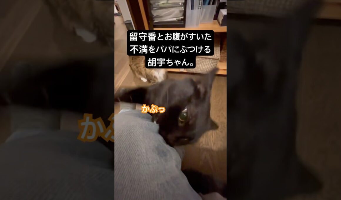 おかえりの洗礼 #cat #猫のいる暮らし #ボンベイ #黒猫