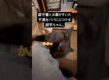 おかえりの洗礼 #cat #猫のいる暮らし #ボンベイ #黒猫