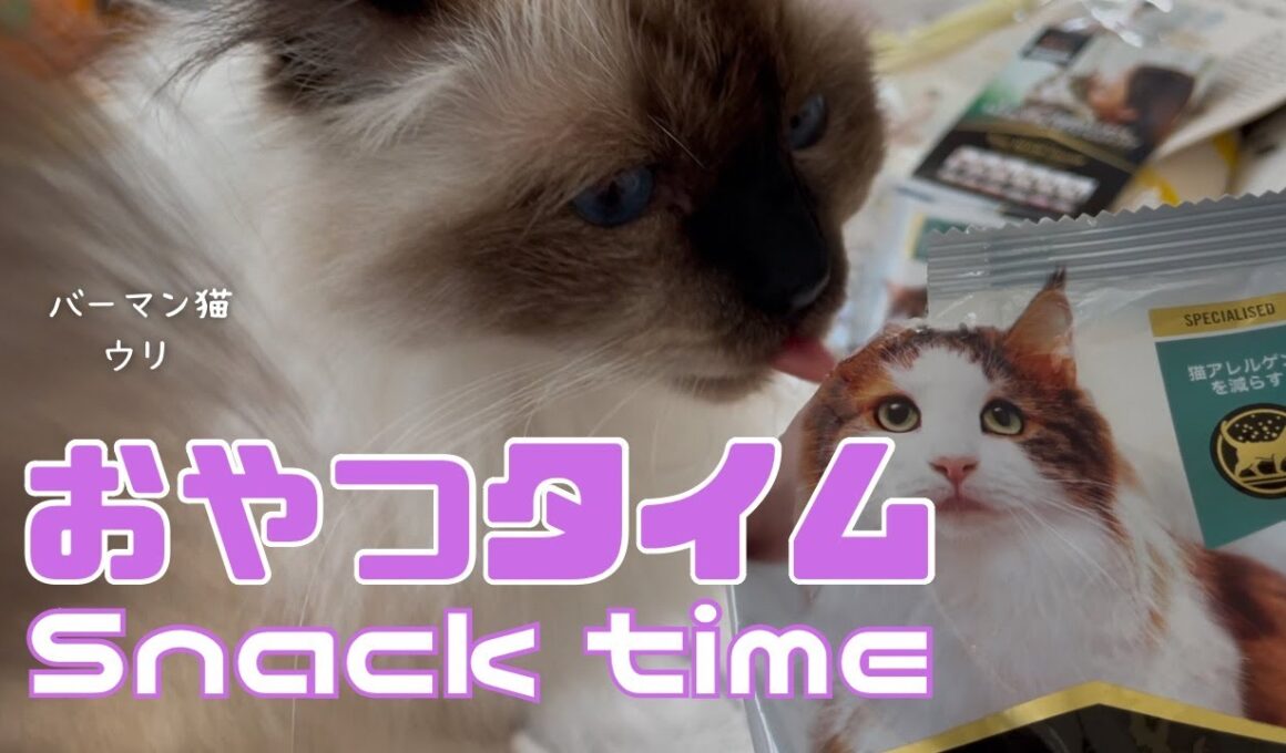 バーマン猫ウリとラフとガブ【おやつタイム】Snack time（バーマン猫）Birman/Cat