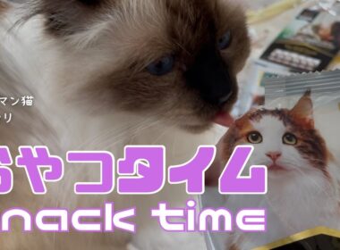 バーマン猫ウリとラフとガブ【おやつタイム】Snack time（バーマン猫）Birman/Cat