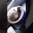 午前中のシャム猫さん😸🐾
