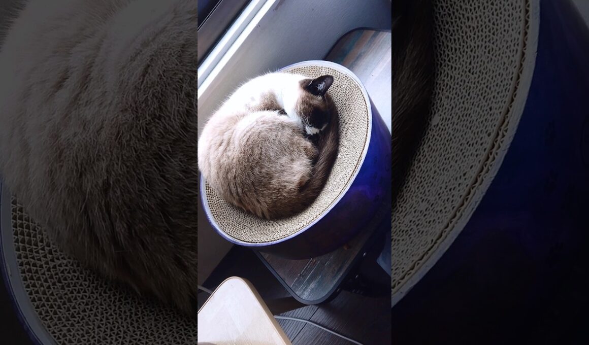 午前中のシャム猫さん😸🐾