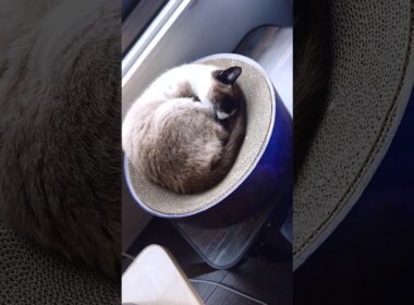 午前中のシャム猫さん😸🐾