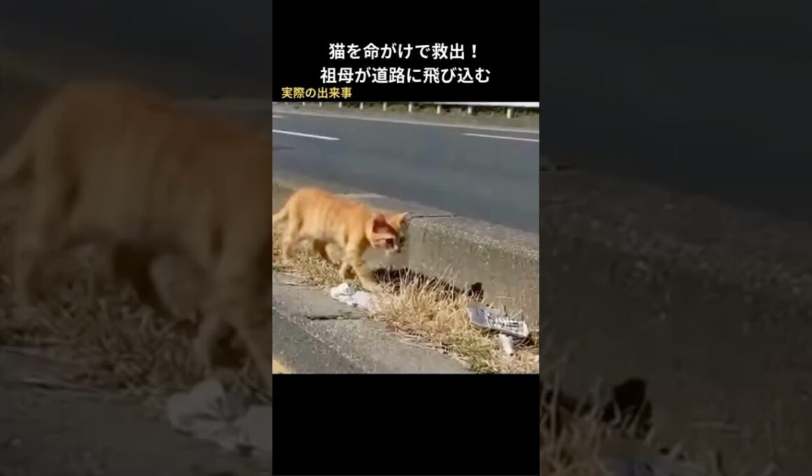 猫を命がけで救出！祖母が道路に飛び込む #保護猫 #猫動画