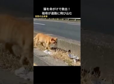猫を命がけで救出！祖母が道路に飛び込む #保護猫 #猫動画