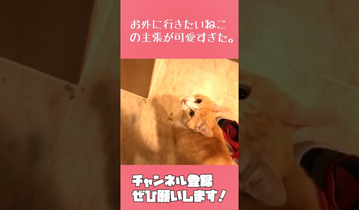 そんなにかわいい顔してもかわいい声でおしゃべりしてもだめです。　#Shorts #猫