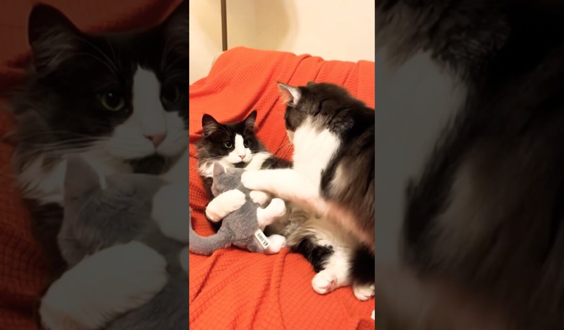 ぼくのママにゃ #ノルウェージャンフォレストキャット #親子猫#猫のいる暮らし #cat