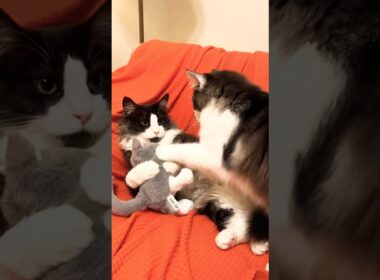 ぼくのママにゃ #ノルウェージャンフォレストキャット #親子猫#猫のいる暮らし #cat