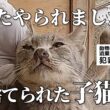 「またやられた」皮膚病を患った子猫がまた捨てられていました・・・#保護猫 #cat