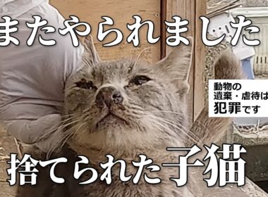 「またやられた」皮膚病を患った子猫がまた捨てられていました・・・#保護猫 #cat