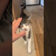 気づいたシャム猫😺 - Cats come to me - #shorts #cat