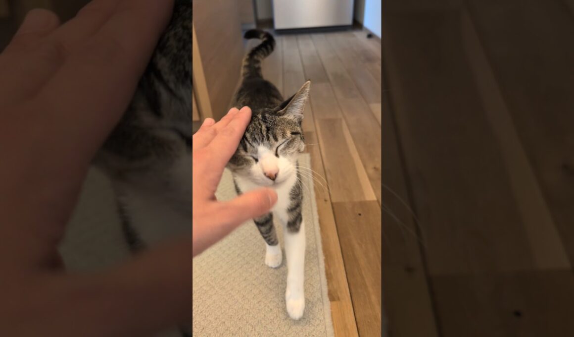 気づいたシャム猫😺 - Cats come to me - #shorts #cat