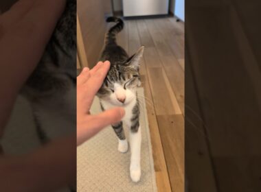 気づいたシャム猫😺 - Cats come to me - #shorts #cat