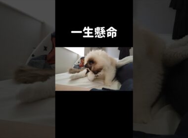 頭デカすぎかも⛄️ #shorts #猫 #子猫 #ラグドール #甘えん坊猫 #毛繕い