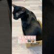 サイズオーバー📦黒猫ボンベイ　#cat #ねこ #ねこのいる暮らし #ねこのいる生活 #ねこ動画 #猫 #猫好きさんと繋がりたい #かわいい #癒やし #甘えん坊