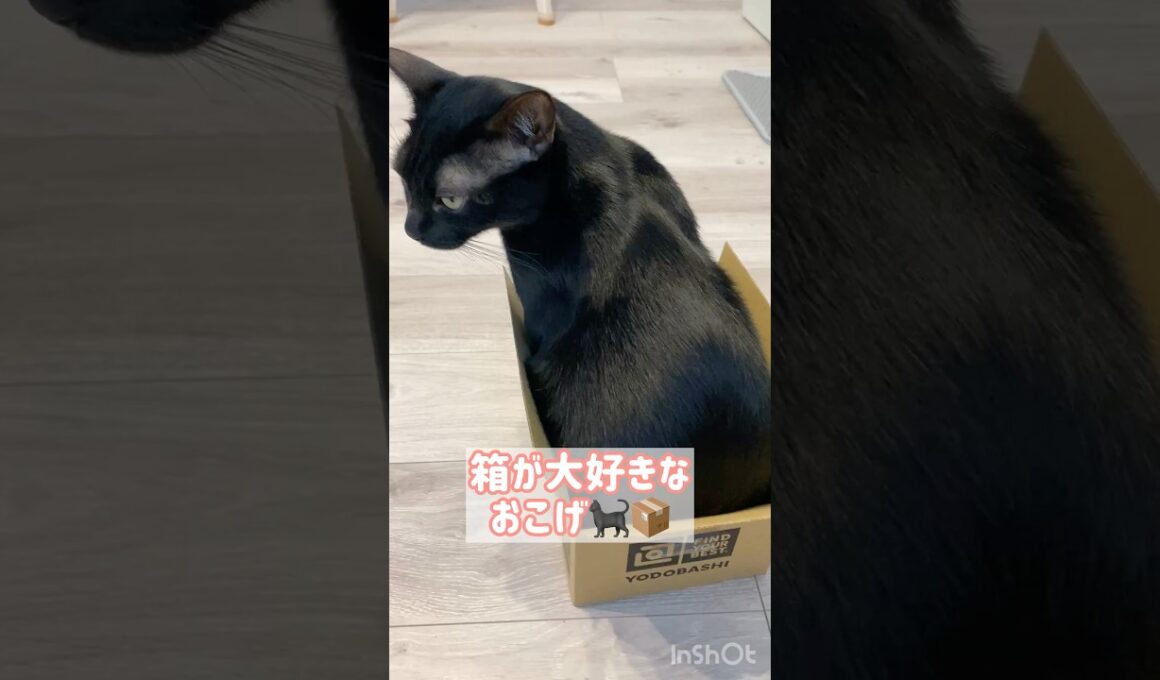 サイズオーバー📦黒猫ボンベイ　#cat #ねこ #ねこのいる暮らし #ねこのいる生活 #ねこ動画 #猫 #猫好きさんと繋がりたい #かわいい #癒やし #甘えん坊