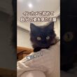 【双子保護猫】初めて自分の姿を見た子猫の反応🐈‍⬛🐾
