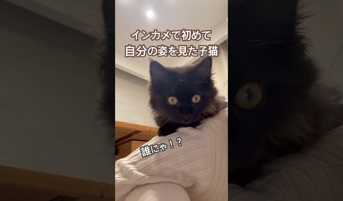 【双子保護猫】初めて自分の姿を見た子猫の反応🐈‍⬛🐾