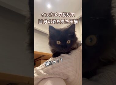 【双子保護猫】初めて自分の姿を見た子猫の反応🐈‍⬛🐾