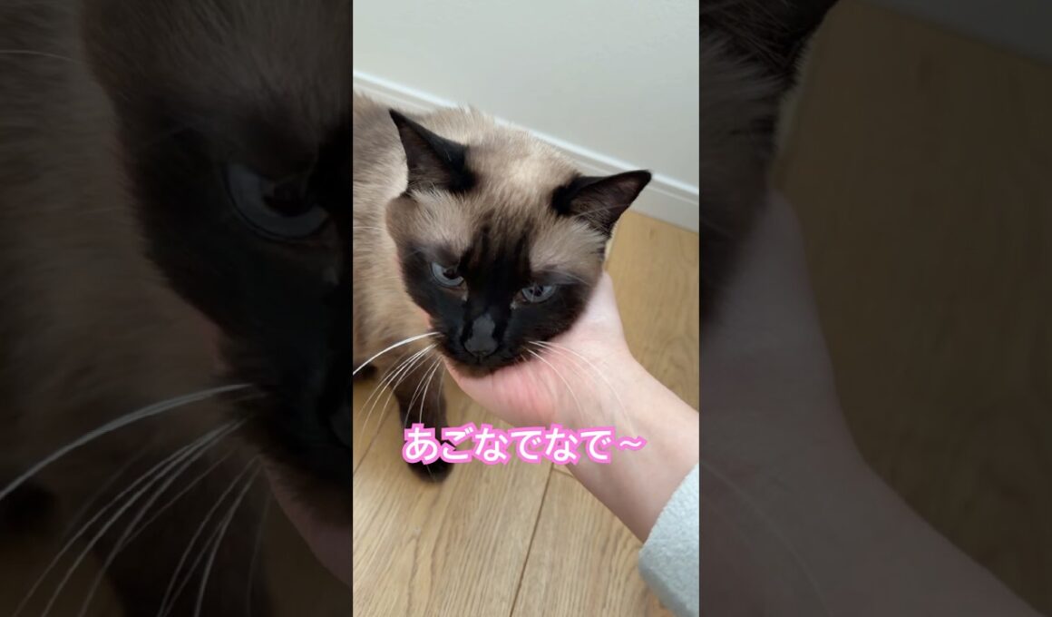 あご撫でたい飼い主vsシャム猫のふくさん【たぬき猫】 #cat #しゃむねこ #猫のいる暮らし #猫好きさんと繋がりたい #ねこ #cutecat #cat