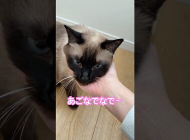 あご撫でたい飼い主vsシャム猫のふくさん【たぬき猫】 #cat #しゃむねこ #猫のいる暮らし #猫好きさんと繋がりたい #ねこ #cutecat #cat