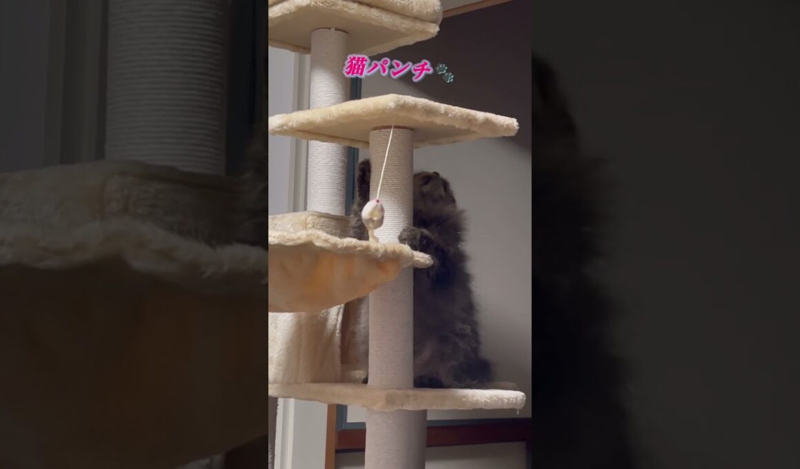 本気だったのに急に飽きた猫くうちゃん #cat #スクーカム #猫のいる暮らし #猫 #猫好きさんと繋がりたい