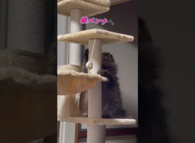 本気だったのに急に飽きた猫くうちゃん #cat #スクーカム #猫のいる暮らし #猫 #猫好きさんと繋がりたい