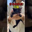 連れ去られた子猫と母猫の結末【感動物語】 #shorts