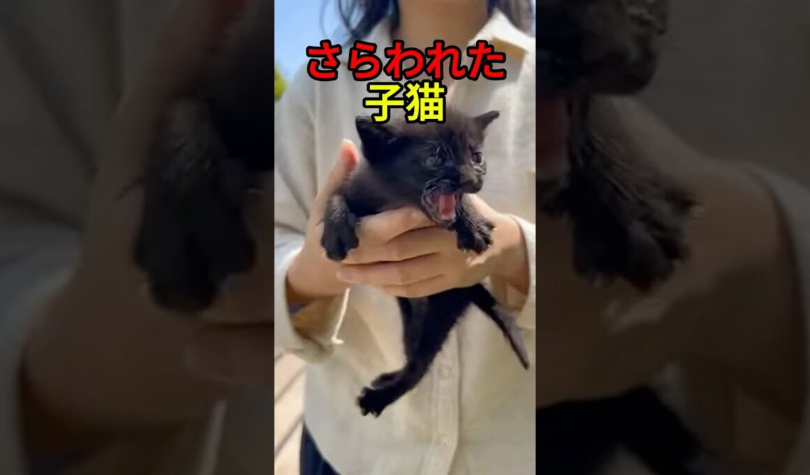 連れ去られた子猫と母猫の結末【感動物語】 #shorts