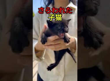 連れ去られた子猫と母猫の結末【感動物語】 #shorts
