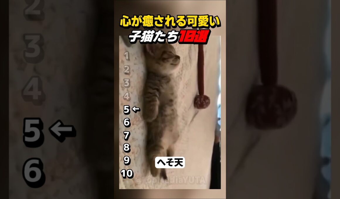 【癒し】心が癒される可愛い子猫たち10選 #shorts