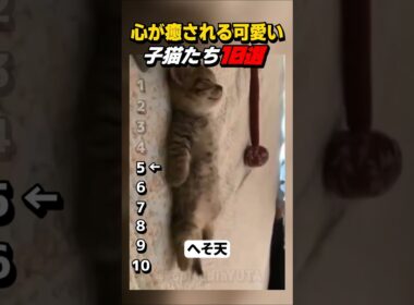 【癒し】心が癒される可愛い子猫たち10選 #shorts