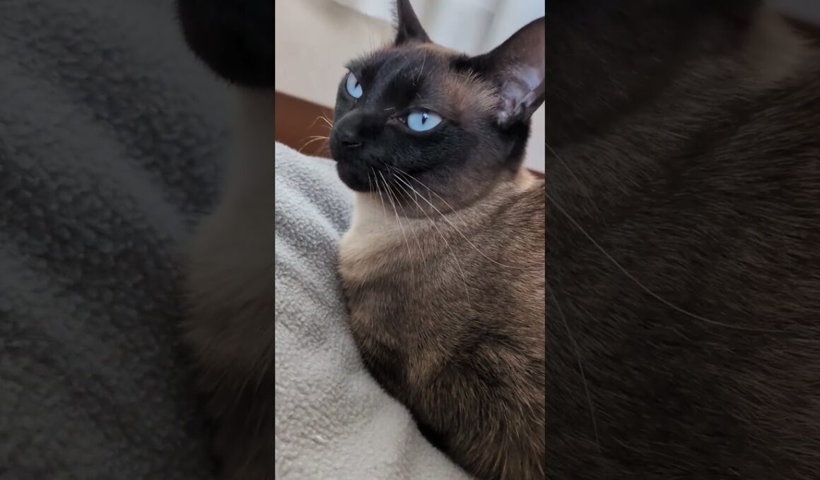 優雅に香典箱お座りシャム猫