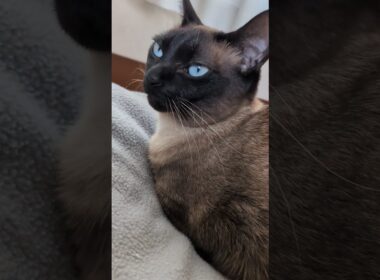 優雅に香典箱お座りシャム猫