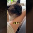 この猫、クールそうなのに距離が近い…シャム猫😽｜猫の雑学 #shorts #猫のいる暮らし #cat #猫好きさんと繋がりたい