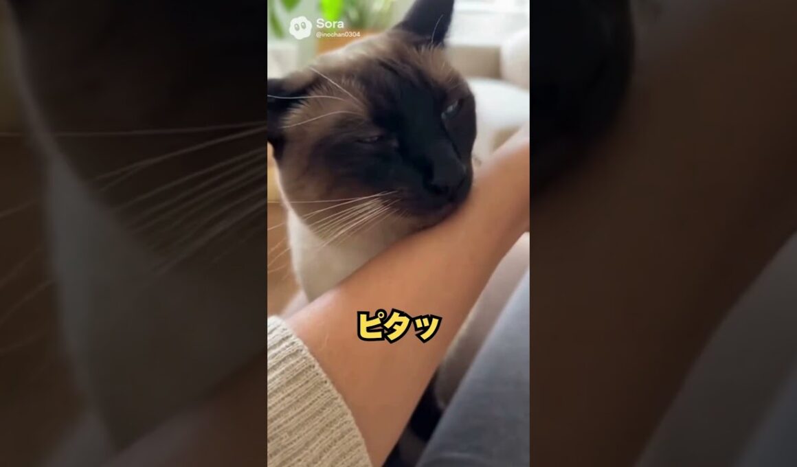 この猫、クールそうなのに距離が近い…シャム猫😽｜猫の雑学 #shorts #猫のいる暮らし #cat #猫好きさんと繋がりたい