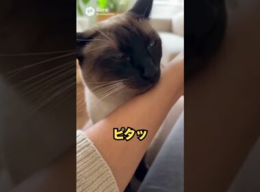 この猫、クールそうなのに距離が近い…シャム猫😽｜猫の雑学 #shorts #猫のいる暮らし #cat #猫好きさんと繋がりたい