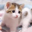 子猫はモキュモキュと不思議な声でミルクをおねだりしました【赤ちゃん猫　保護猫】