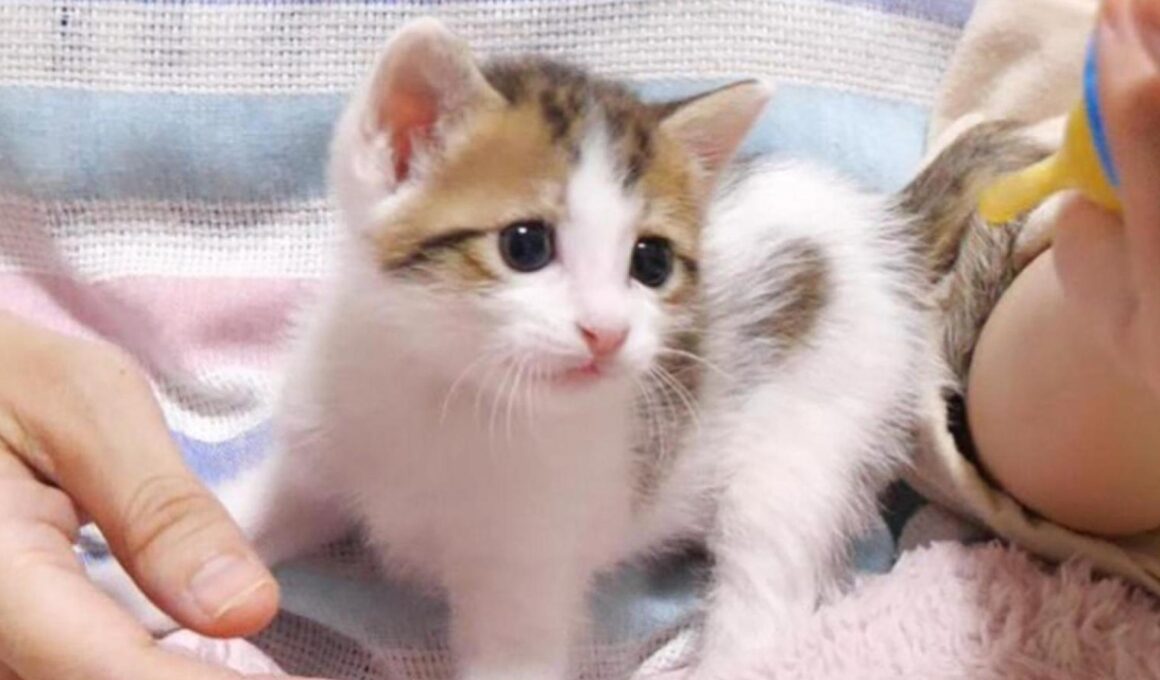 子猫はモキュモキュと不思議な声でミルクをおねだりしました【赤ちゃん猫　保護猫】