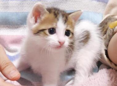 子猫はモキュモキュと不思議な声でミルクをおねだりしました【赤ちゃん猫　保護猫】